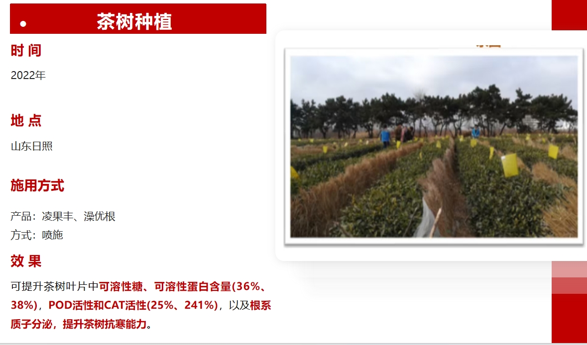 茶樹種植 a.jpg
