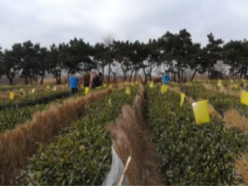茶樹種植