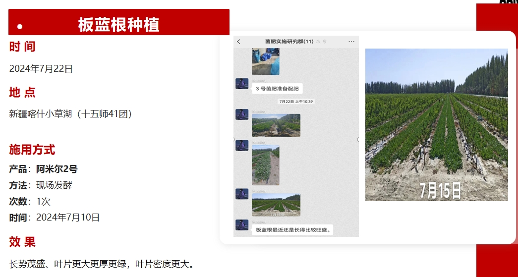 板藍根種植.png
